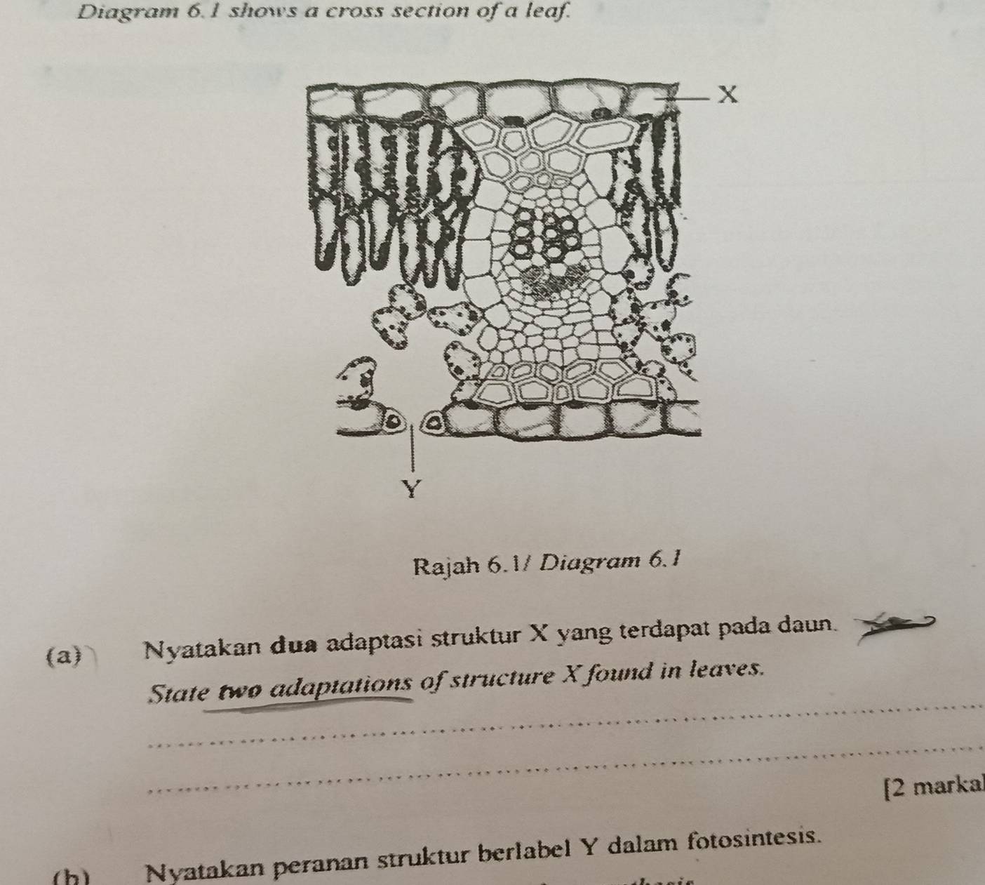 Diagram 6.1 shows a cross section of a leaf. 
Rajah 6.1/ Diagram 6.1 
(a) Nyatakan dua adaptasi struktur X yang terdapat pada daun. 
_ 
State two adaptations of structure X found in leaves. 
_ 
[2 marka] 
(h) Nyatakan peranan struktur berlabel Y dalam fotosintesis.