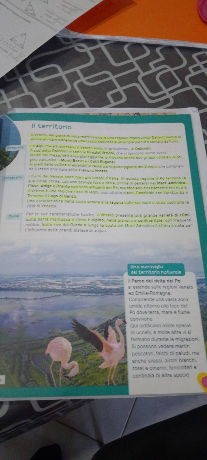 A 
Iterritorio
Il Venelo, dal punto di vista morfologico, é una regione molto varía. Dalle Dolomiti se
arriva al mare attraverso una fascia collinare e un ampia pianura solcata da fiumi
Orografía
Le Alpi che attraversano il Veneto sono, in prevalenza, le Dolomiti.
A sud delle Dolomiti vi sono le Prealpi Venete, che sì spingono verso ovest
Isolati nel mezzo dell'area pianéggiante, si trovano anche due gruppi collinari di ori
gine vulcanica: i Montí Berici e | Colli Euganei.
Ai piedi delle colline sí estende la vasta parte pianeggiante del Veneto, che compren-
de il tratto orientale della Pianura Veneta.
Idrografía
l fiumi del Veneto sono tra i più lunghi d'Italia. In questa regione il Po termina la
sua lunga corsa, con una grande foce a delta, prima di gettarsi nel Mare Adriatico.
Piave, Adige e Brenta non sono affluenti del Po, ma sfociano direttamente nel maré
Il Veneto é una regione ricca di laghi, soprattutto alpini. Condivide con Lombardia e
Trentino il Lago di Garda
Una caratterística della costa veneta è la laguna sulle cui isole é stata costruíta la
città di Venezia.
Clima Per le sue caratteristiche fisiche, il Veneto presenta una grande varietà di climí.
Sulla parte montuosa il clima è alpino; nella pianura é continentale, con frequenti
nebbie. Sulle rive del Garda e lungo la costa del Mare Adriatico il clima è mite per
l'influenza delle grandi distese di acqua.
Una meraviglia
del territorío naturale
|l Parco del delta del Po
si estende sulle regioni Veneto
ed Emilia-Romagna.
Comprende una vasta zona
umida attorno alla foce del
Po dove terra, mare e fiume
convivono.
Qui nidificano molte specie
di uccelli, e molte altre vi si
fermano durante le migrazioni.
Si possono vedere martin
pescatori, falchi di paludi, ma
anche svassi, aironi bianchi,
rossi e cinerini, fenicotteri e
centinaia di altre specie.