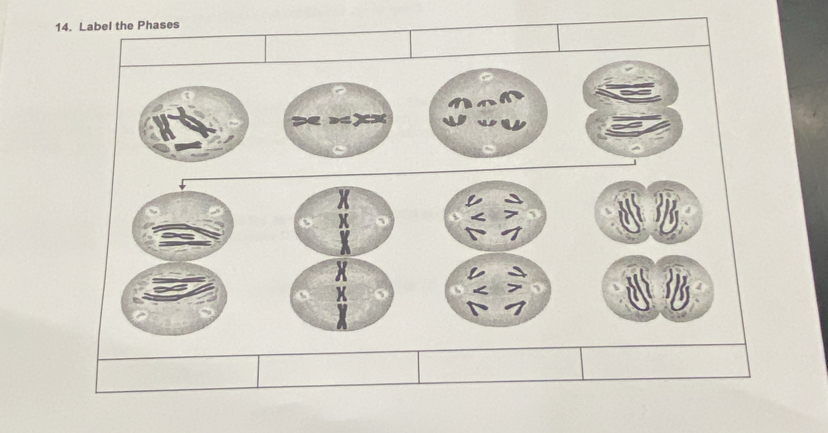 Label the Phases