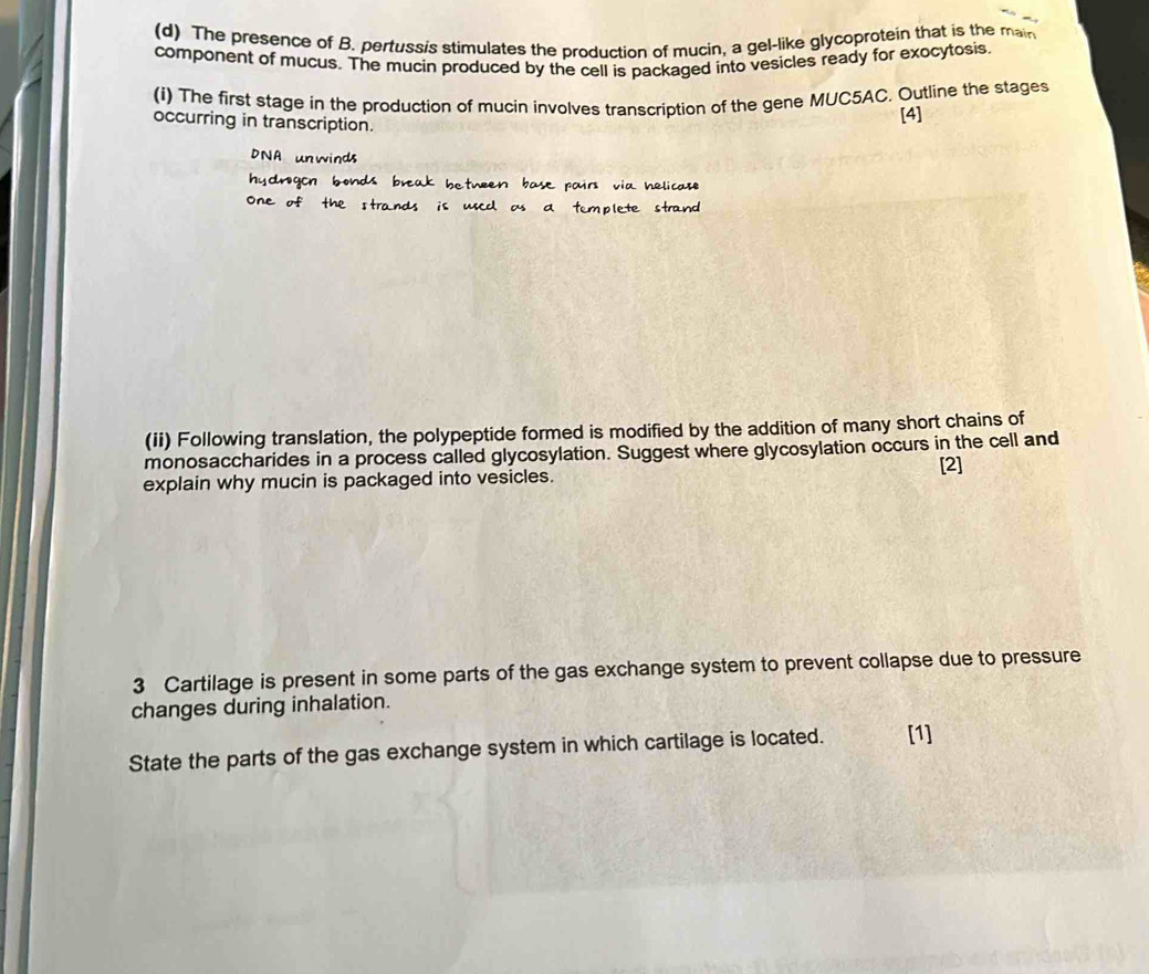 The presence of B. pertussis stimulates the production of mucin, a gel-like glycoprotein that is the main 
component of mucus. The mucin produced by the cell is packaged into vesicles ready for exocytosis 
(1) The first stage in the production of mucin involves transcription of the gene MUC5AC. Outline the stages 
occurring in transcription. 
[4] 
DNA unwinds 
(ii) Following translation, the polypeptide formed is modified by the addition of many short chains of 
monosaccharides in a process called glycosylation. Suggest where glycosylation occurs in the cell and 
[2] 
explain why mucin is packaged into vesicles. 
3 Cartilage is present in some parts of the gas exchange system to prevent collapse due to pressure 
changes during inhalation. 
State the parts of the gas exchange system in which cartilage is located. [1]