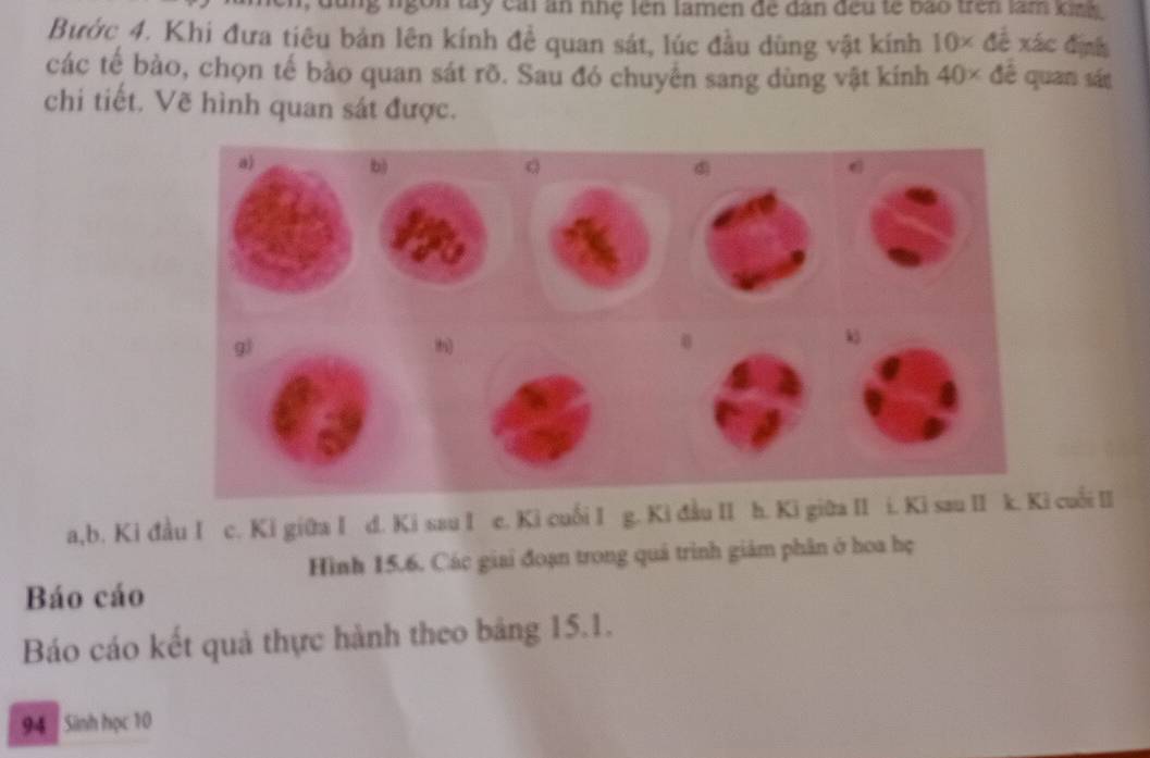 ng ngồn tây cai ăn nhẹ lên lamen để ân đều tế bào trên làm kinh 
Bước 4. Khi đưa tiêu bản lên kính đề quan sát, lúc đầu dùng vật kính 10* đề xác định
các tế bào, chọn tế bảo quan sát rõ. Sau đó chuyển sang dùng vật kính 40* d lê quan sát
chi tiết. Vẽ hình quan sát được.
a,b. Ki đầu I c. Ki giữa I d. Ki sau I c. Ki cuối I g. Ki đầu II h. Ki giữa II i. Ki saucuối ⅡII
Hình 15.6. Các giai đoạn trong quả trình giảm phân ở hoa họ
Báo cáo
Báo cáo kết quả thực hành theo bảng 15.1.
94 Sinh học 10