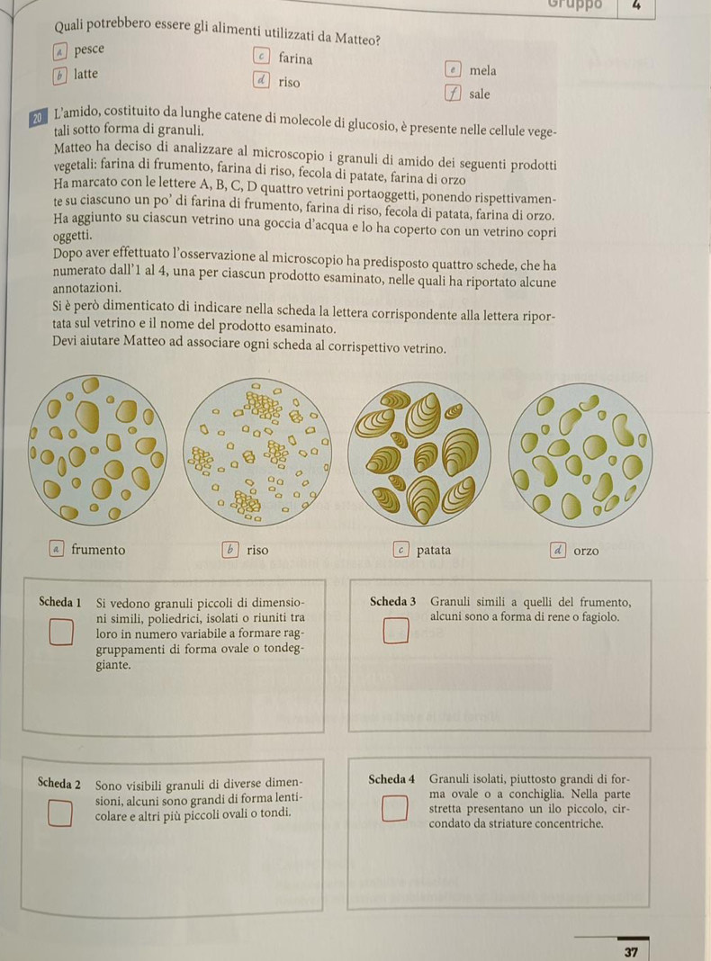 Grupps 4
Quali potrebbero essere gli alimenti utilizzati da Matteo?
pesce
cfarina
b latte
mela
d riso f sale
L'amido, costituito da lunghe catene di molecole di glucosio, è presente nelle cellule vege
tali sotto forma di granuli.
Matteo ha deciso di analizzare al microscopio i granuli di amido dei seguenti prodotti
vegetali: farina di frumento, farina di riso, fecola di patate, farina di orzo
Ha marcato con le lettere A, B, C, D quattro vetrini portaoggetti, ponendo rispettivamen-
te su ciascuno un po’ di farina di frumento, farina di riso, fecola di patata, farina di orzo.
Ha aggiunto su ciascun vetrino una goccia d’acqua e lo ha coperto con un vetrino copri
oggetti.
Dopo aver effettuato l’osservazione al microscopio ha predisposto quattro schede, che ha
numerato dall’1 al 4, una per ciascun prodotto esaminato, nelle quali ha riportato alcune
annotazioni.
Si è però dimenticato di indicare nella scheda la lettera corrispondente alla lettera ripor-
tata sul vetrino e il nome del prodotto esaminato.
Devi aiutare Matteo ad associare ogni scheda al corrispettivo vetrino.
frumento b riso C patata d  orzo
Scheda 1 Si vedono granuli piccoli di dimensio- Scheda 3 Granuli simili a quelli del frumento,
ni simili, poliedrici, isolati o riuniti tra alcuni sono a forma di rene o fagiolo.
loro in numero variabile a formare rag-
gruppamenti di forma ovale o tondeg-
giante.
Scheda 2 Sono visibili granuli di diverse dimen- Scheda 4 Granuli isolati, piuttosto grandi di for-
sioni, alcuni sono grandi di forma lenti- ma ovale o a conchiglia. Nella parte
colare e altri più piccoli ovali o tondi. stretta presentano un ilo piccolo, cir-
condato da striature concentriche.
37