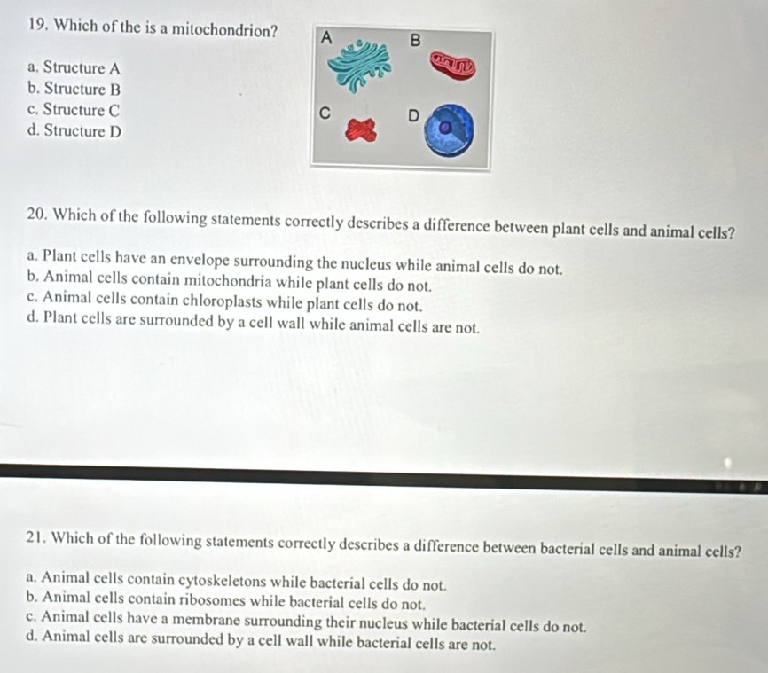 Which of the is a mitochondrion?
a. Structure A
b. Structure B
c. Structure C
d. Structure D
20. Which of the following statements correctly describes a difference between plant cells and animal cells?
a. Plant cells have an envelope surrounding the nucleus while animal cells do not.
b. Animal cells contain mitochondria while plant cells do not.
c. Animal cells contain chloroplasts while plant cells do not.
d. Plant cells are surrounded by a cell wall while animal cells are not.
21. Which of the following statements correctly describes a difference between bacterial cells and animal cells?
a. Animal cells contain cytoskeletons while bacterial cells do not.
b. Animal cells contain ribosomes while bacterial cells do not.
c. Animal cells have a membrane surrounding their nucleus while bacterial cells do not.
d. Animal cells are surrounded by a cell wall while bacterial cells are not.