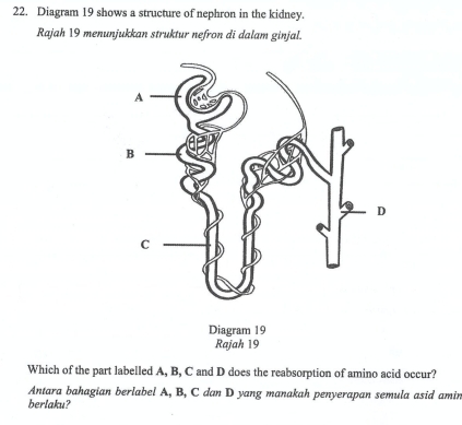 Diagram 19 shows a structure of nephron in the kidney. 
Rajah 19 menunjukkan struktur nefron di dalam ginjal. 
Diagram 19 
Rajah 19 
Which of the part labelled A, B, C and D does the reabsorption of amino acid occur? 
Antara bahagian berlabel A, B, C dan D yang manakah penyerapan semula asid amin 
berlaku?