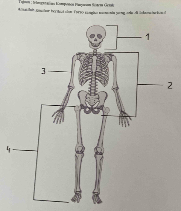 Tujuan : Menganalisis Komponen Penyusun Sistem Gerak 
Amatilah gambar berikut dan Torso rangka manusia yang ada di laboratorium! 
4