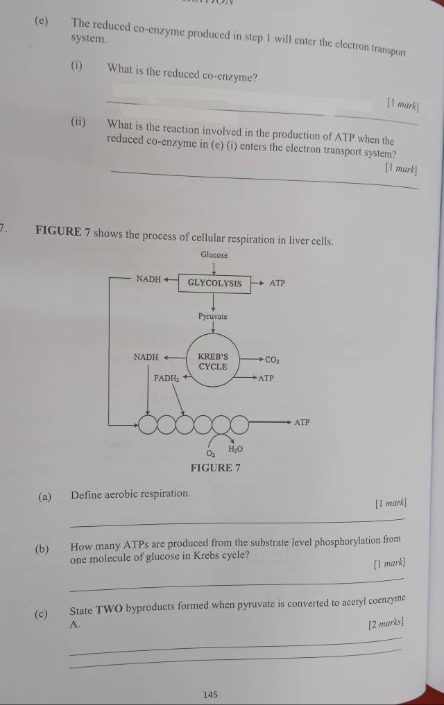 The reduced co-enzyme produced in step 1 will enter the electron transport
system.
(i) What is the reduced co-enzyme?
_[1 mark]
(ii) What is the reaction involved in the production of ATP when the
reduced co-enzyme in (e) (i) enters the electron transport system?
_[1 mark]
FIGURE 7 shows the process of cellular respiration in liver cells.
(a) Define aerobic respiration.
[1 mark]
_
(b) How many ATPs are produced from the substrate level phosphorylation from
one molecule of glucose in Krebs cycle?
[1 mark]
_
(c) State TWO byproducts formed when pyruvate is converted to acetyl coenzyme
A. [2 marks]
_
_
145