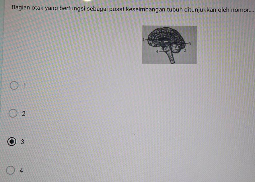 Bagian otak yang berfungsi sebagai pusat keseimbangan tubuh ditunjukkan oleh nomor....
1
2
3
4