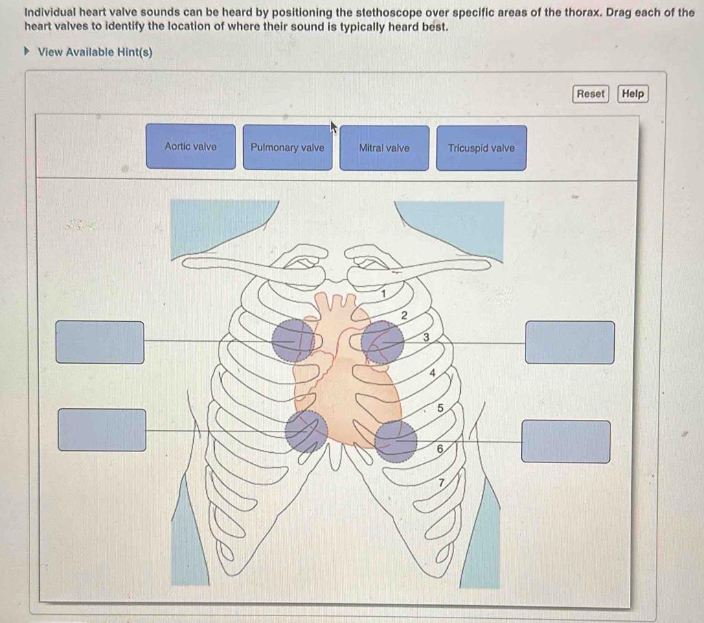 Individual heart valve sounds can be heard by positioning the stethoscope over specific areas of the thorax. Drag each of the
heart valves to identify the location of where their sound is typically heard best.
View Available Hint(s)
Reset Help
Aortic valve Pulmonary valve Mitral valve Tricuspid valve