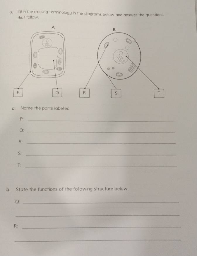 Fill in the missing terminology in the diagrams below and answer the questions 
that follow. 
a. Name the parts labelled. 
P:_ 
Q:_ 
R:_ 
S:_ 
T:_ 
b. State the functions of the following structure below. 
Q:_ 
_ 
R:_ 
_