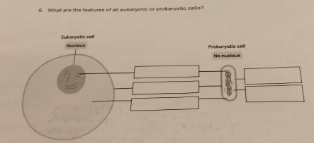 What are the featues of all eukaryotic or prokaryotic cells?
Eukoryotic cell
Nucleus Prokaryatic cell
No nucieus