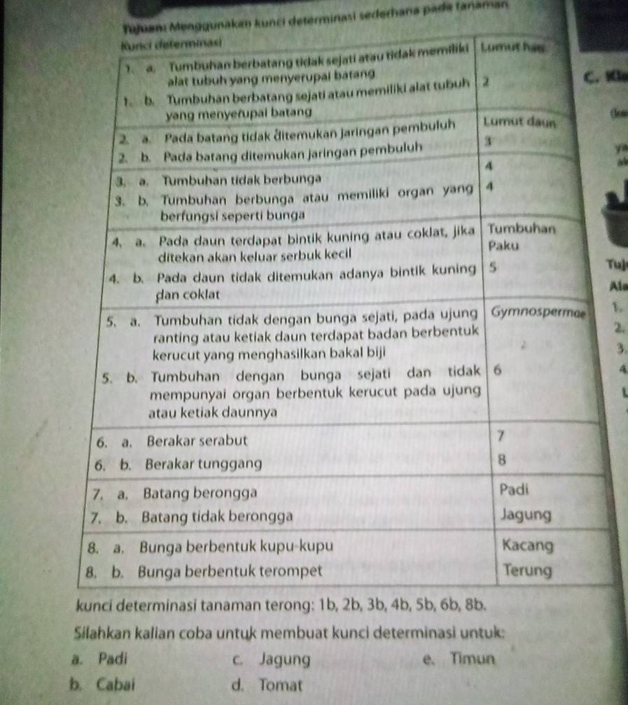 Tujuan Menggunakan kunci determinasi sederhana pada tanaman
. Kiu
(lo
ya
a
Tuj
Aln
1
2.
3.
4
Silahkan kalian coba untuk membuat kunci determinasi untuk:
a. Padi c. Jagung e、 Timun
b. Cabai d. Tomat