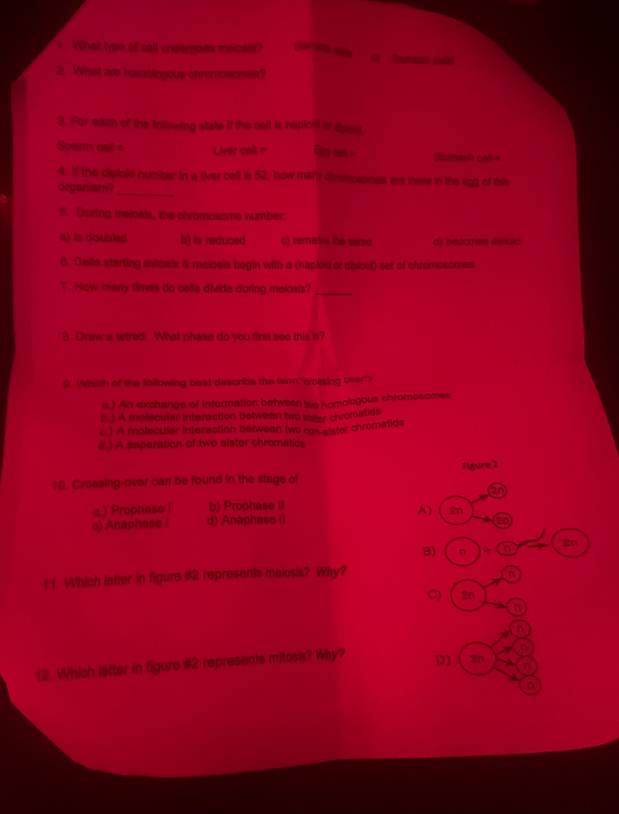 What lype of call undergoes meiosis? Gamete cslls or Sonatic calle
2. What are homologous chromosomes?
3. For each of the following state if the cell is haploid or diploid.
Sperm call = Liver cell = Egg call = Stomach cell =
_
4. if the diploid number in a liver cell is 52, how many chromosomes are there in the egg of this
organiam?
S. During meiosis, the chromosome number:
a) is doubled b) is reduced c) remains the same d) becomes diploid
6. Cells starting mitosis & meiosis begin with a (haploid or diploid) set of chromosomes.
7. How many times do cells divide during melosis?_
8. Draw a tetrad: What phase do you first see this in?
9. Which of the following best describe the term "crossing over"?
e. ) An exchange of information between two homologous chromosomes
b.) A molecular interaction between two sister chromatids
c. ) A molecular interaction between two non-sister chromatids
d.) A separation of two sister chromatids
Figure 2
10. Crossing-over can be found in the stage of
2n
c.) Prophase I b) Prophase II
A) 2n
c) Anaphase I d) Anaphase II
B) n + a 2n
11. Which latter in figure #2 represents meiosis? Why?
a
C) 2n
n
n
12. Which letter in figure #2 represents mitosis? Why?
n
D 2n
n
n