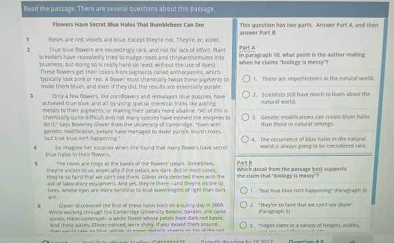 Read the passage. There are several questions about this passage.
Flowers Have Secret Blue Halos That Bumblebees Can See This question has two parts. Answer Part A, and then
answer Part B.
1 Roses are red, violets are blue. Except they're not. They're, er, violet.
2 True blue flowers are exceedingly rare, and not for lack of effort. Plant Part A In paragraph 10, what point is the author making
breeders have repeatedly tried to nudge roses and chrysanthemums into when he claims "biology is messy"?
blueness, but doing so is really hard (at least, without the use of dyes).
These flowers get their colors from pigments called anthocyanins, which
typically look pink or red. A flower must chemically tweak these pigments to 1. There are imperfections in the natural world.
make them bluer, and even if they did, the results are essentially purple.
3 Only a few nowers, like cornflowers and Himalayan blue poppies, hav 2. Scientists still have much to learn about the
achieved true blue, and all by using special chemical tricks like adding naturall world.
metals to their pigments, or making their petals more alkaline. "All of this is
chemically quite difficult and not many species have evolved the enzymes to 3. Genetic modifications can create bluer halos
do it," Says Beverley Glover from the University of Cambridge. "Even with than those in natural settings.
genetic modification, people have managed to make purple, bluish roses.
but true blue isn't happening." 4. The occurrence of blue halos in the natural
 So imagine her surprise when she found that many flowers have secret world is always going to be considered rare.
blue halos in their flowers.
Part B
5 The halos are rings at the bases of the flowers' petals. Sometimes, Which detail from the passage best supports
they're visible to us, especially if the petals are dark. But in most cases, the claim that "biology is messy"?
they're so faint that we can't see them. Glover only detected them with the
aid of laboratory equipment. And yet, they're there—and they're visible to
bees, whose eyes are more sensitive to blue wavelengths of light than ours are. 1,  "but true blue isn't happening" (Paragraph 3)
6 Glover discovered the first of these halos back on a sunny day in 2009. 2. "they're so faint that we can't see them"
While walking through the Cambridge University Botanic Garden, she came [Paragraph 5)
across Hibiscustrionum—a white flower whose petals have darkred bases.
And those bases, Glover noticed, were shiny. If you moved them around,
they would take on hive vollinw or green metallir sheens on ton of the rod 3. "ridges come in a variety of heights, widths.
Crouth: Boading 6+ TY 101 7 Quortion a