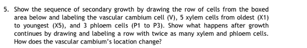 Show the sequence of secondary growth by drawing the row of cells from the boxed 
area below and labeling the vascular cambium cell (V), 5 xylem cells from oldest (X1) 
to youngest (X5), and 3 phloem cells (P1 to P3). Show what happens after growth 
continues by drawing and labeling a row with twice as many xylem and phloem cells. 
How does the vascular cambium's location change?