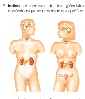 Indica el nombre de las glándulas 
endócrinas que se presentan en el gráfico.