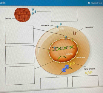 Cells Submit Tesi