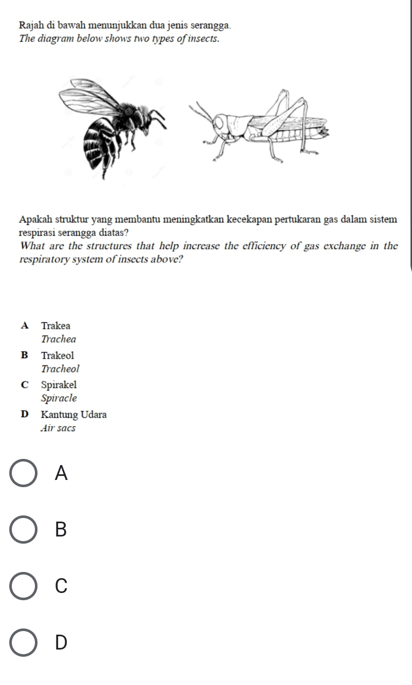 Rajah di bawah menunjukkan dua jenis serangga.
The diagram below shows two types of insects.
Apakah struktur yang membantu meningkatkan kecekapan pertukaran gas dalam sistem
respirasi serangga diatas?
What are the structures that help increase the efficiency of gas exchange in the
respiratory system of insects above?
A Trakea
Trachea
B Trakeol
Tracheol
C Spirakel
Spiracle
D Kantung Udara
Air sacs
A
B
C
D