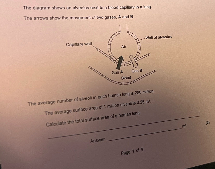 The diagram shows an alveolus next to a blood capillary in a lung. 
The arrows show the movement of two gases, A and B. 
The average number of alveoli in each human lung is 280 million. 
The average surface area of 1 million alveoli is 0.25m^2. 
_ 
Calculate the total surface area of a human lung.
m^2 (2) 
Answer 
Page 1 of 9