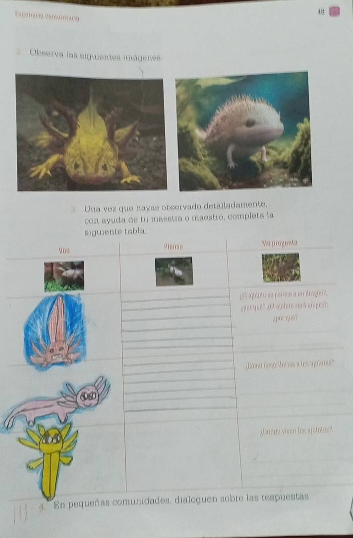 Escenario comunitario 

Observa las siguientes imágenes 
3 Una vez que hayas observado detalladamente, 
con ayuda de tu maestra o maestro, completa la 
siguiente tabla 
Veo Pienso Me pregunto 
¿El ajolute se parece a un dragón?. 
¿por que? ¿El ajolote será un pez?. 
¿por qué7 
¿Cómo describitias a los ajolotes? 
10 
¿Dónde viven los ajolotes? 
4. En pequeñas comunidades, dialoguen sobre las respuestas.