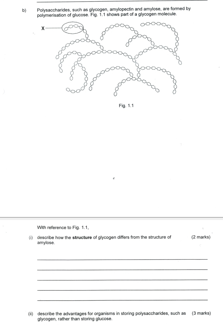 Polysaccharides, such as glycogen, amylopectin and amylose, are formed by 
polymerisation of glucose. Fig. 1.1 shows part of a glycogen molecule. 
With reference to Fig. 1.1, 
(i) describe how the structure of glycogen differs from the structure of (2 marks) 
amylose. 
_ 
_ 
_ 
_ 
_ 
(ii) describe the advantages for organisms in storing polysaccharides, such as (3 marks) 
glycogen, rather than storing glucose.