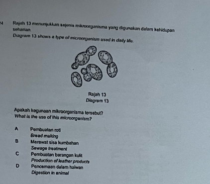 Rajah 13 menunjukkan sejenis mikroorganisma yang digunakan dalam kehldupan
seharan
Diagram 13 shows a type of microorganism used in daily life.
Rajah 13
Diagram 13
Apakah kegunaan mikroorganisma tersebut?
What is the use of this microorganism?
A Pembuatan roti
Bread making
B Merawat sisa kumbahan
Sewage treatment
C Pembuatan barangan kulit
Production of leather products
D Pencemaan dalam haiwan
Digestion in animal