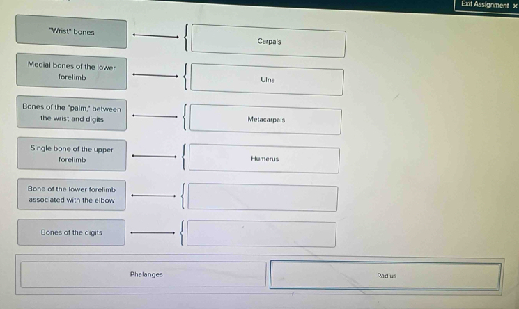 Exit Assignment x 
"Wrist" bones 
Carpals 
Medial bones of the lower 
forelimb Ulna 
Bones of the "palm," between Metacarpals 
the wrist and digits 
Single bone of the upper Humerus 
forelimb 
Bone of the lower forelimb 
associated with the elbow 
Bones of the digits 
Phalanges Radius