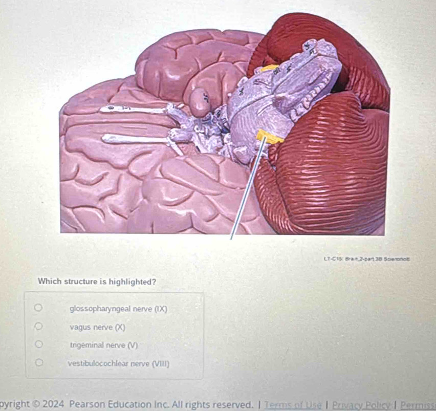 LT-C15: Brain,2-par 3B ScienonoB
Which structure is highlighted?
glossopharyngeal nerve (IX)
vagus nerve (X)
trigeminal nerve (V)
vestibulocochlear nerve (VIII)
pyright © 2024 Pearson Education Inc. All rights reserved. |Terms of Use | Privacy Policy | Permiss