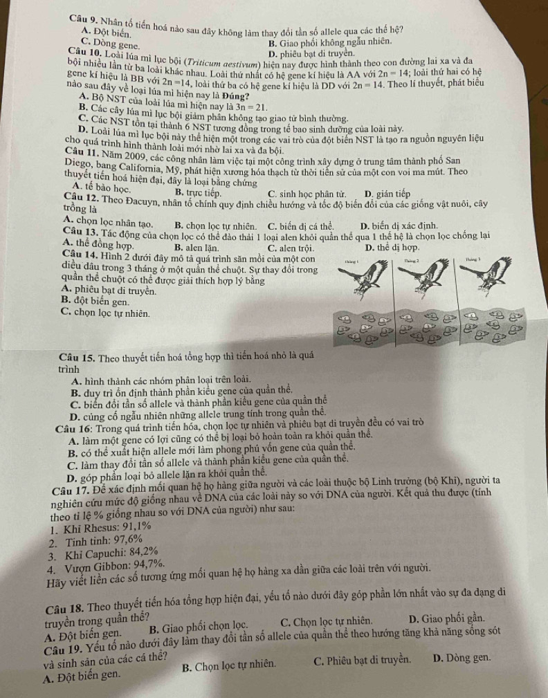 Nhân tổ tiến hoá nào sau đây không làm thay đổi tần số allele qua các thế hệ?
A. Đột biển.
C. Dòng gene.
B. Giao phối không ngẫu nhiên.
D. phiêu bạt di truyền.
Câu 10. Loài lúa mì lục bội (Triticum destivum) hiện nay được hình thành theo con đường lại xa và đa
bội nhiều lần từ ba loài khác nhau. Loài thứ nhất có hê gene kí hiệu là AA với 2n=14; loài thứ hai có hệ
gene kí hiệu là BB với 2n=14 , loài thứ ba có hệ gene kỉ hiệu là DD với 2n=14. Theo lí thuyết, phát biểu
nào sau đây về loại lúa mì hiện nay là Đúng?
A. Bộ NST của loài lúa mì hiện nay là 3n=21.
B. Các cây lúa mì lục bội giảm phân không tạo giao tử bình thường,
C. Các NST tồn tại thành 6 NST tương động trong tế bao sinh dưỡng của loài này,
D. Loài lúa mì lục bội này thể hiện một trong các vai trò của đột biển NST là tạo ra nguồn nguyên liệu
cho quá trình hình thành loài mới nhờ lai xa và đa bội.
Câu 11. Năm 2009, các công nhân làm việc tại một công trình xây dựng ở trung tâm thành phố San
Diego, bang California, Mỹ, phát hiện xương hóa thạch từ thời tiên sử của một con voi ma mút. Theo
thuyết tiến hoá hiện đại, đây là loại bằng chứng
A. tế bào học. B. trực tiếp. C. sinh học phân tử. D. gián tiếp
Câu 12. Theo Đacuyn, nhân tổ chính quy định chiều hướng và tốc độ biến đổi của các giống vật nuôi, cây
trồng là
A. chọn lọc nhân tạo. B. chọn lọc tự nhiên. C. biến đị cá thể. D. biến di xác định.
Câu 13. Tác động của chọn lọc có thể đảo thải 1 loại alen khỏi quân thể qua 1 thể hệ là chọn lọc chống lại
A. thể đồng hợp. B. alen lặn. C. alen trộiD. thể dị hợp.
Câu 14. Hình 2 dưới đây mô tả quá trình săn mồi của một con
điều đầu trong 3 tháng ở một quần thể chuột. Sự thay đổi trong
quần thể chuột có thể được giải thích hợp lý bằng
A. phiêu bạt di truyền.
B. đột biển gen.
C. chọn lọc tự nhiên.
Câu 15. Theo thuyết tiến hoá tổng hợp thì tiến hoá nhỏ là quá
trình
A. hình thành các nhóm phân loại trên loài,
B. duy trì ồn định thành phần kiều gene của quần thể,
C. biển đổi tần số allele và thành phần kiểu gene của quần thể
D. củng cố ngẫu nhiên những allele trung tính trong quần thể.
Câu 16: Trong quá trình tiến hóa, chọn lọc tự nhiên và phiêu bạt di truyền đều có vai trò
A. làm một gene có lợi cũng có thể bị loại bỏ hoàn toàn ra khỏi quần thể.
B. có thể xuất hiện allele mới làm phong phú vốn gene của quần thể,
C. làm thay đổi tần số allele và thành phần kiểu gene của quần thể.
D. góp phần loại bỏ allele lặn ra khỏi quần thể.
Câu 17. Đề xác định mối quan hệ họ hàng giữa người và các loài thuộc bộ Linh trưởng (bộ Khi), người ta
nghiên cứu mức độ giống nhau về DNA của các loài này so với DNA của người. Kết quả thu được (tính
theo tỉ lệ % giống nhau so với DNA của người) như sau:
1. Khi Rhesus: 91,1%
2. Tinh tinh: 97,6%
3. Khỉ Capuchi: 84,2%
4. Vượn Gibbon: 94,7%.
Hãy viết liền các số tương ứng mối quan hệ họ hàng xa dần giữa các loài trên với người.
Câu 18. Theo thuyết tiến hóa tổng hợp hiện đại, yếu tổ nào dưới đây góp phần lớn nhất vào sự đa dạng di
truyền trong quần thể?
A. Đột biến gen. B. Giao phối chọn lọc. C. Chọn lọc tự nhiên. D. Giao phối gần.
Câu 19. Yếu tổ nào dưới đây làm thay đổi tần số allele của quần thể theo hướng tăng khả năng sông sót
và sinh sản của các cá thể?
A. Đột biến gen. B. Chọn lọc tự nhiên. C. Phiêu bạt di truyền. D. Dòng gen.