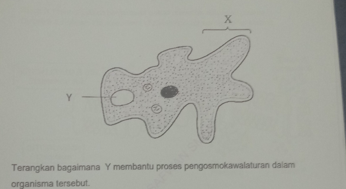 Terangkan bagaimana Y membantu proses pengosmokawalaturan dalam 
organisma tersebut.