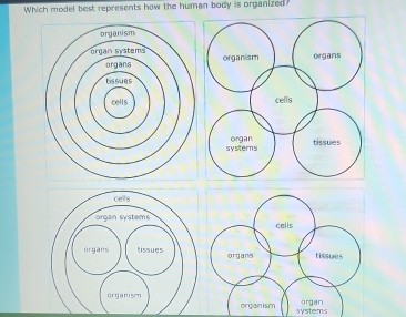 Which model best represents how the human body is organized? systems ...