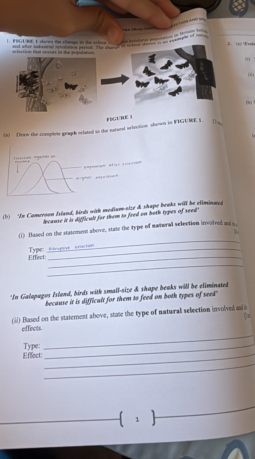 LECTION AND S6 
P R A S h u zg Ch a 
1. FIGURE 1 shows the change in the colour ion betuloria population in Britain befa 
and after industrial revolution period. The change in cotour shown is an example of nat 
2. (s) *Evola 
selection that occurs in the population 
0 
(ii) 
(b) 
FIGURE 1 
(a) Draw the complete graph related to the natural selection shown in FIGURE 1. [3 
selection agoinse an 
Eaireme 
population after selection 
original population 
(b) ‘In Cameroon Island, birds with medium-size & shape beaks will be eliminated 
because it is difficult for them to feed on both types of seed’ 
_ 
(i) Based on the statement above, state the type of natural selection involved and is 
Type: Disruptive selection 
Effect:_ 
_ 
‘In Galapagos Island, birds with small-size & shape beaks will be eliminated 
because it is difficult for them to feed on both types of seed’ 
(ii) Based on the statement above, state the type of natural selection involved and 
_ 
effects. 
Type:_ 
Effect:_ 
_ 
 1