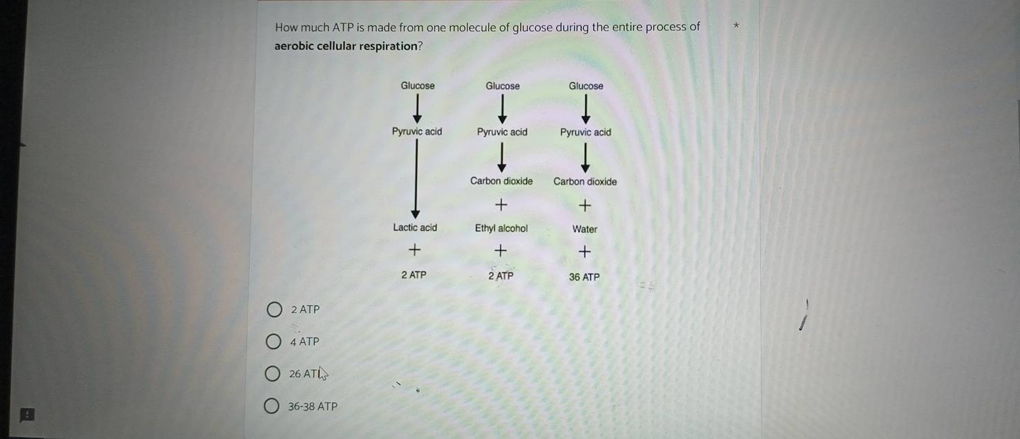 How much ATP is made from one molecule of glucose during the entire process of
aerobic cellular respiration?
2 ATP
4 ATP
26 ATL
36-38 ATP