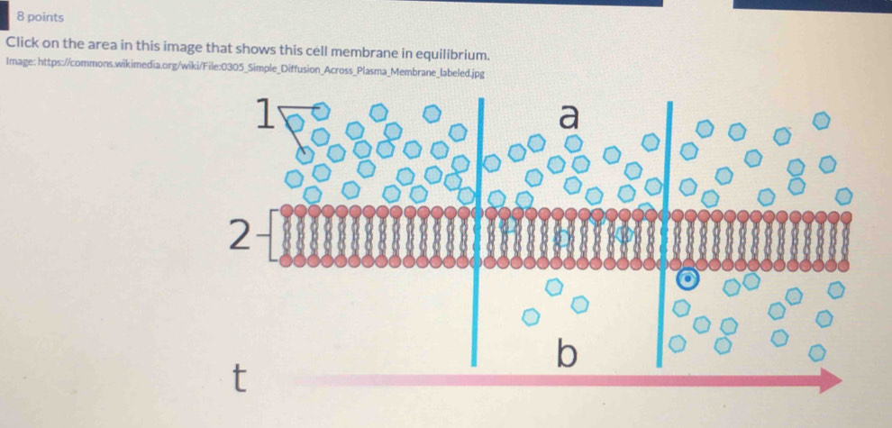 Click on the area in this image that shows this cell membrane in equilibrium. 
Image: https://commons.wikimedia.org/wiki/File:0305_Simple_Diffusion_Across_Plasma_Membrane_labeled.jpg