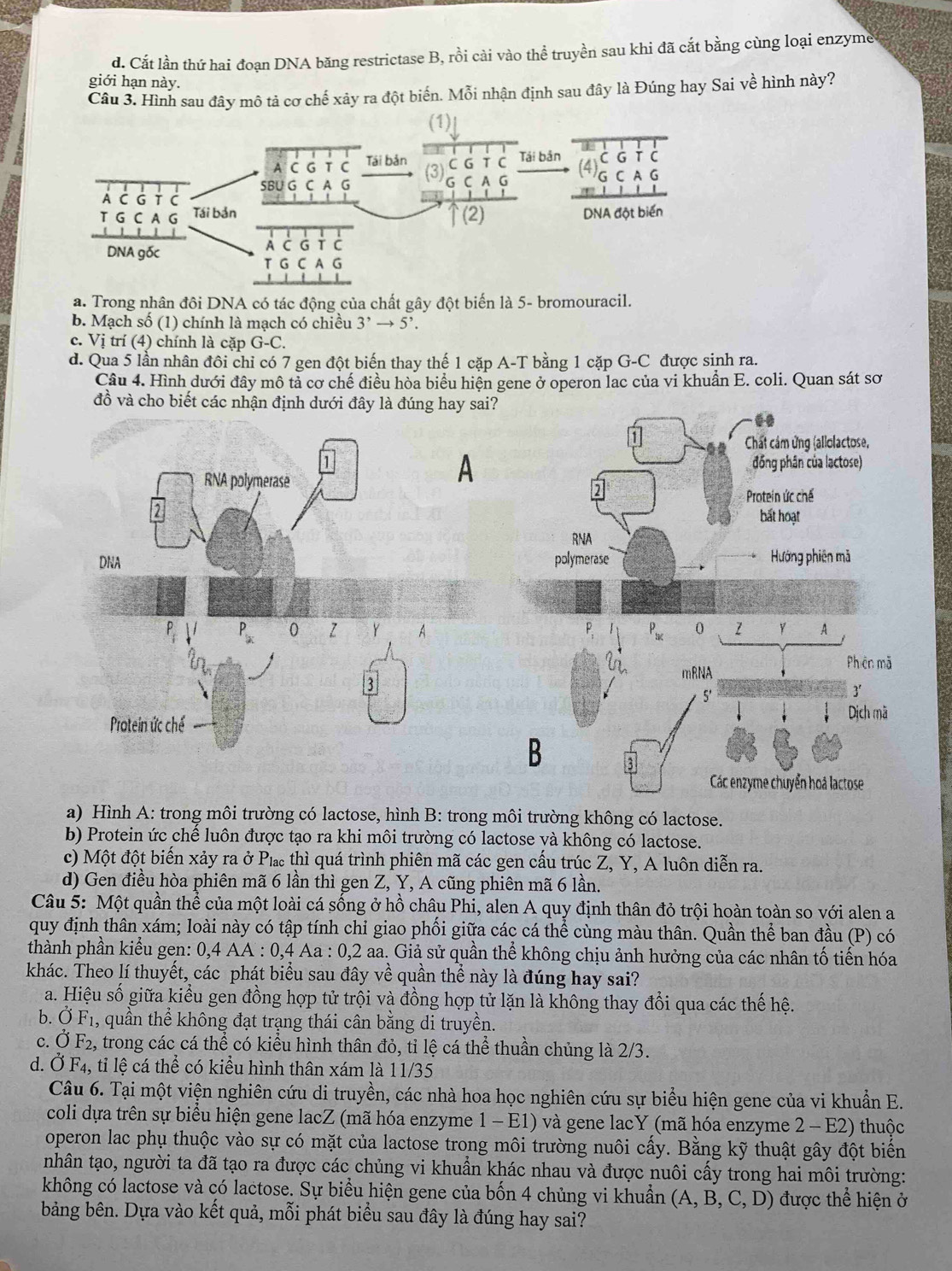 d. Cắt lần thứ hai đoạn DNA băng restrictase B, rồi cài vào thể truyền sau khi đã cắt bằng cùng loại enzyme
giới hạn này.
Câu 3. Hình sau đây mô tả cơ chế xảy ra đột biến. Mỗi nhận định sau đây là Đúng hay Sai về hình này?
a. Trong nhân đôi DNA có tác động của chất gây đột biến là 5- bromouracil.
b. Mạch số (1) chính là mạch có chiều 3^,to 5^,.
c. Vị trí (4) chính là cặp G-C.
d. Qua 5 lần nhân đôi chi có 7 gen đột biến thay thế 1 cặp A-T bằng 1 cặp G-C được sinh ra.
Câu 4. Hình dưới đây mô tả cơ chế điều hòa biểu hiện gene ở operon lac của vi khuẩn E. coli. Quan sát sơ
đồ và cho biết các nhận định dưới đây là đúng hay sai?
a) Hình A: trong môi trường có lactose, hình B: trong môi trường không có lactose.
b) Protein ức chế luôn được tạo ra khi môi trường có lactose và không có lactose.
c) Một đột biến xảy ra ở P₁ thì quá trình phiên mã các gen cấu trúc Z, Y, A luôn diễn ra.
d) Gen điều hòa phiên mã 6 lần thì gen Z, Y, A cũng phiên mã 6 lần.
Câu 5: Một quần thể của một loài cá sống ở hồ châu Phi, alen A quy định thân đỏ trội hoàn toàn so với alen a
quy định thân xám; loài này có tập tính chỉ giao phối giữa các cá thể cùng màu thân. Quần thể ban đầu (P) có
thành phần kiểu gen: 0,4 . AA:0,4Aa:0,2aa a. Giả sử quần thể không chịu ảnh hưởng của các nhân tố tiến hóa
khác. Theo lí thuyết, các phát biểu sau đây về quần thể này là đúng hay sai?
a. Hiệu số giữa kiểu gen đồng hợp tử trội và đồng hợp tử lặn là không thay đổi qua các thế hệ.
b. Ở F1, quần thể không đạt trạng thái cân bằng di truyền.
c. dot OF_2 , trong các cá thể có kiểu hình thân đỏ, tỉ lệ cá thể thuần chủng là 2/3.
d. Ở F₄, tỉ lệ cá thể có kiểu hình thân xám là 11/35
Câu 6. Tại một viện nghiên cứu di truyền, các nhà hoa học nghiên cứu sự biểu hiện gene của vi khuẩn E.
coli dựa trên sự biểu hiện gene lacZ (mã hóa enzyme 1-E1) ) và gene lacY (mã hóa enzyme 2 - E2) thuộc
operon lac phụ thuộc vào sự có mặt của lactose trong môi trường nuôi cấy. Bằng kỹ thuật gây đột biến
nhân tạo, người ta đã tạo ra được các chủng vi khuẩn khác nhau và được nuôi cấy trong hai môi trường:
không có lactose và có lactose. Sự biểu hiện gene của bốn 4 chủng vi khuẩn ở A B, C, D) được thể hiện ở
bảng bên. Dựa vào kết quả, mỗi phát biểu sau đây là đúng hay sai?