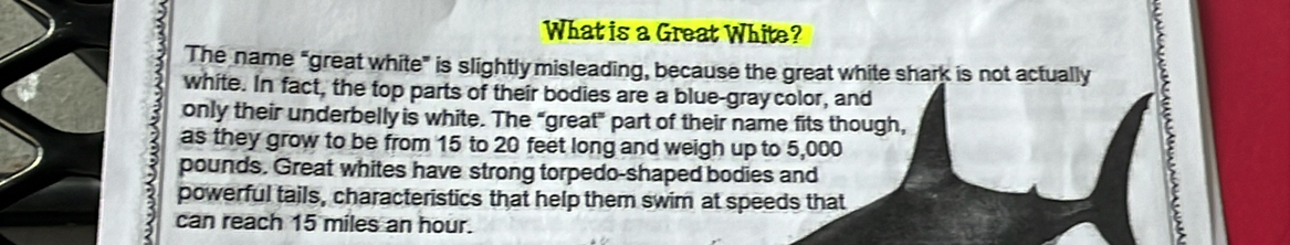 What is a Great White? 
The name “great white” is slightly misleading, because the great white shark is not actually 
white. In fact, the top parts of their bodies are a blue-gray color, and 
only their underbelly is white. The "great" part of their name fits though, 
as they grow to be from 15 to 20 feet long and weigh up to 5,000
C
pounds. Great whites have strong torpedo-shaped bodies and 
powerful tails, characteristics that help them swim at speeds that 
can reach 15 miles an hour.