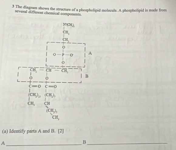 The diagram shows the structure of a phospholipid molecule. A phospholipid is made from 
several different chemical components.
N(CH)_3
CH_2
CH_2
o A
0
CH_2= overline CH overline CH_2
o 
B
c=0 C=0
(CH_2)_11 (CH_2).
CH_2 CH
(CH_2),
CH_3
(a) Identify parts A and B. [2] 
_A 
_B