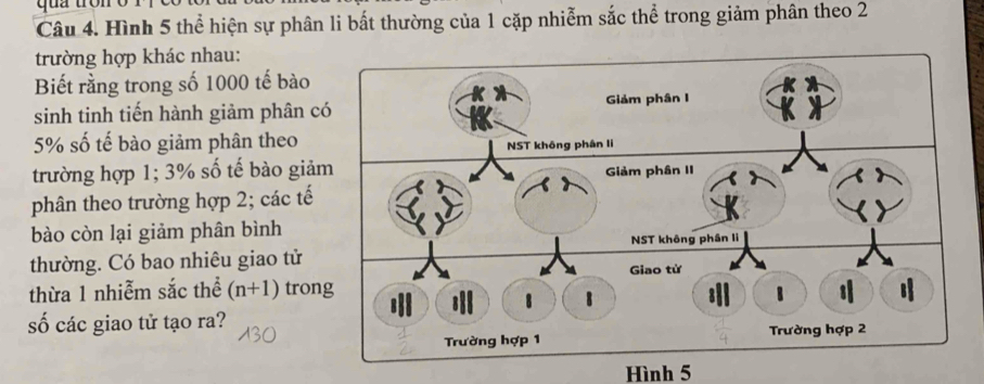 qua tròn 
Câu 4. Hình 5 thể hiện sự phân li bất thường của 1 cặp nhiễm sắc thể trong giảm phân theo 2
trường hợp khác nhau: 
Biết rằng trong số 1000 tế bào 
sinh tinh tiến hành giảm phân có Giảm phân I
5% số tế bào giảm phân theo NST không phân li 
trường hợp 1; 3% số tế bào giảm Giảm phân II 
phân theo trường hợp 2; các tế 
bào còn lại giảm phân bình 
NST không phần lì 
thường. Có bao nhiêu giao tử Giao từ 
thừa 1 nhiễm sắc thể (n+1) trong B 1
1 1
8%
số các giao tử tạo ra? 
Trường hợp 1 Trường hợp 2
Hình 5