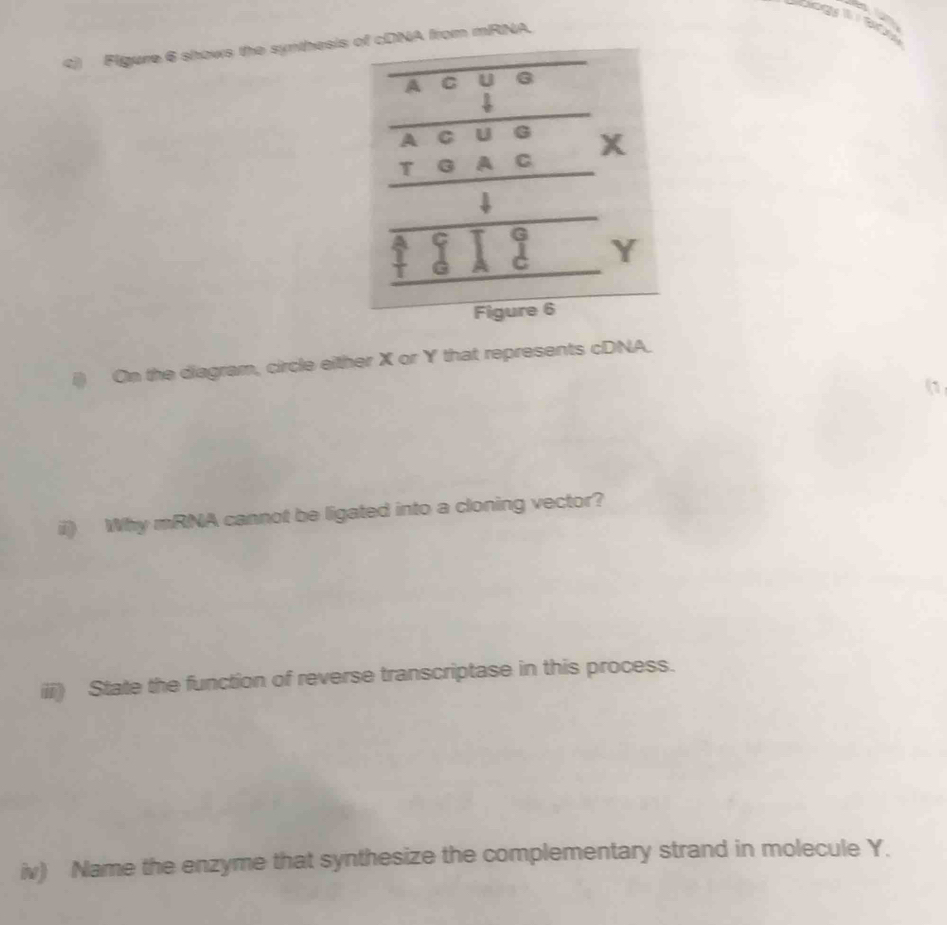 a 
) Figure 6 shows the synthesisNA from mRNA. 
i) On the diagram, circle either X or Y that represents cDNA_ 
ii) Why mRNA cannot be ligated into a cloning vector? 
iii) State the function of reverse transcriptase in this process. 
iv) Name the enzyme that synthesize the complementary strand in molecule Y.