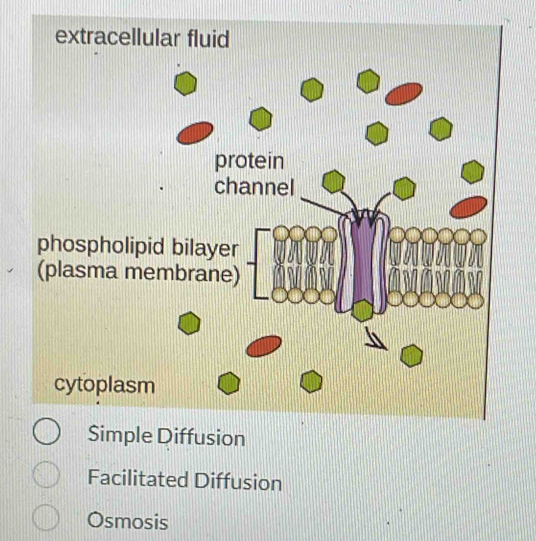 Facilitated Diffusion
Osmosis