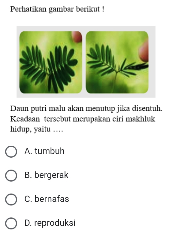 Perhatikan gambar berikut !
Daun putri malu akan menutup jika disentuh.
Keadaan tersebut merupakan ciri makhluk
hidup, yaitu …
A. tumbuh
B. bergerak
C. bernafas
D. reproduksi