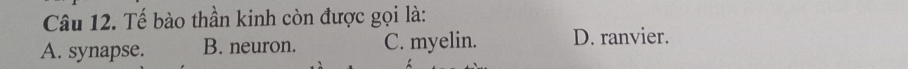 Tế bào thần kinh còn được gọi là:
A. synapse. B. neuron. C. myelin.
D. ranvier.