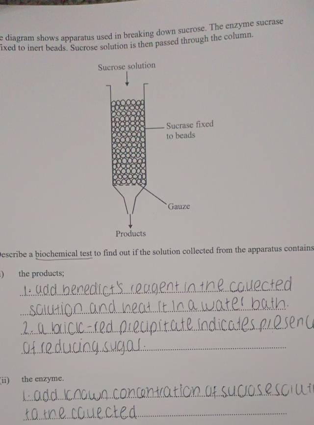 diagram shows apparatus used in breaking down sucrose. The enzyme sucrase 
ixed to inert beads. Sucrose solution is then passed through the column. 
Describe a biochemical test to find out if the solution collected from the apparatus contains 
the products; 
_ 
_ 
_ 
_ 
(ii) the enzyme. 
_ 
_