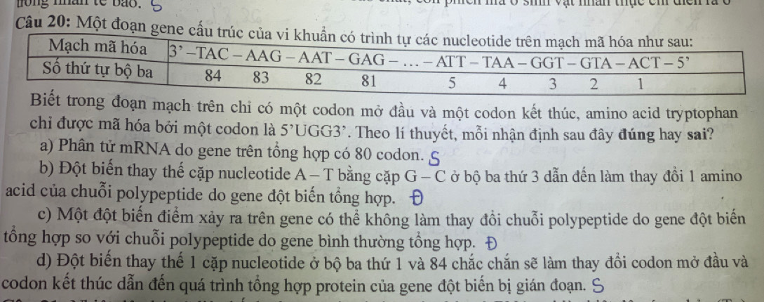 long man te bao. Tà ở sih vật nhân thực cm đci
Câu 20: Một đoạn g
ong đoạn mạch trên chỉ có một codon mở đầu và một codon kết thúc, amino acid tryptophan
chi được mã hóa bởi một codon là 5' OC GG3'. Theo lí thuyết, mỗi nhận định sau đây đúng hay sai?
a) Phân tử mRNA do gene trên tổng hợp có 80 codon. S
b) Đột biến thay thế cặp nucleotide A - T bằng cặp G-C ở bộ ba thứ 3 dẫn đến làm thay đổi 1 amino
acid của chuỗi polypeptide do gene đột biến tổng hợp. Đ
c) Một đột biến điểm xảy ra trên gene có thể không làm thay đồi chuỗi polypeptide do gene đột biến
tổng hợp so với chuỗi polypeptide do gene bình thường tổng hợp. Đ
d) Đột biến thay thế 1 cặp nucleotide ở bộ ba thứ 1 và 84 chắc chắn sẽ làm thay đồi codon mở đầu và
codon kết thúc dẫn đến quá trình tổng hợp protein của gene đột biến bị gián đoạn. S