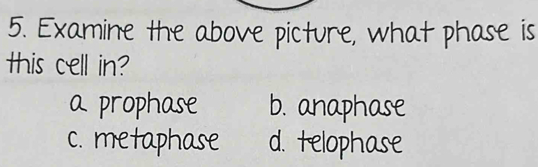 Examine the above picture, what phase is
this cell in?
a prophase b. anaphase
c. metaphase d. telophase