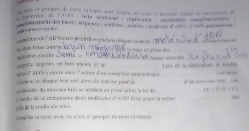 is mots et groupes de mots suivants sont extraits du texte ci-dessous, relatf su mécanons de 
a duplication de l'ADN : brin néoformé : réplication : nocléotides complémentaires 
somplementarité des bases ; séquence ; synthèse ; matrice ; molécole d'ADN ; PAT s povymérase ; 
emi-conservatrice. 
La sucture de l'ADN en double hélice rend possible un mode de atffreent chanun 
ds deux brins comme 
ur ise en lac d 
plication est dite 
L C ar la duublé hétiée de chaque nouvelle 
comporte toujours un brin ancien et un Lors de la réplication, la double 
sc d'ADN s’ouvre sous l'action d'un complexe enzymatique, Les brins 
cæarent et chaque brin sert alors de matrice pour la d'un nouveau brin. Les 
xléotides du nouveau brin se mettent en place selon la loi de (A=T, G=C, 
# rsulte de ce mécanisme deux molécules d'ADN filles ayant la même qjuie 
alle de la molécule mère. 
Camplète le texte avec les mots et groupes de mots ci-dessus.