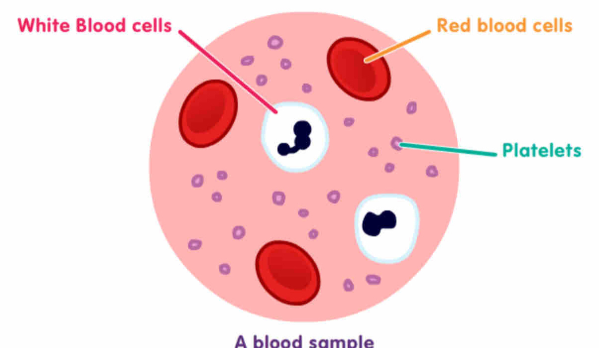 White Bl 
A blood sample