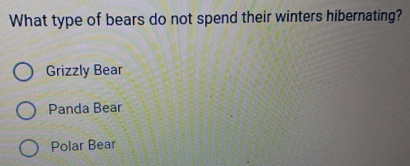 What type of bears do not spend their winters hibernating?
Grizzly Bear
Panda Bear
Polar Bear