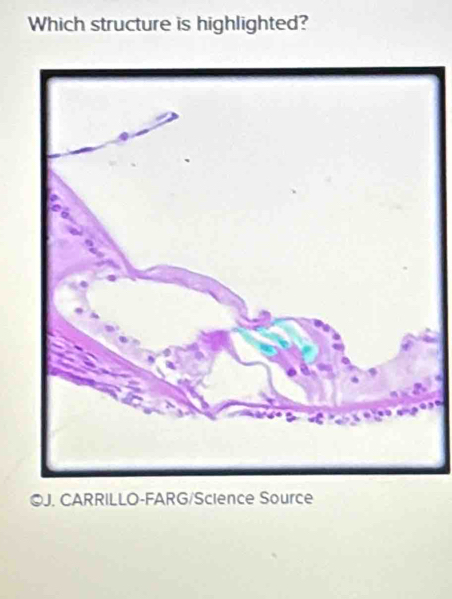 Which structure is highlighted? 
©J. CARRILLO-FARG/Science Source