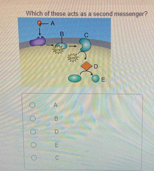 Which of these acts as a second messenger?
A
B
D
E
C