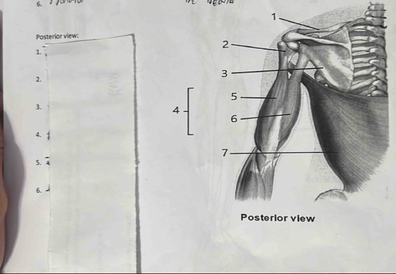 Posterior view: 
1. 
2. 
3. 
4. 
5. 
6.